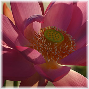 lotus1_0.jpg