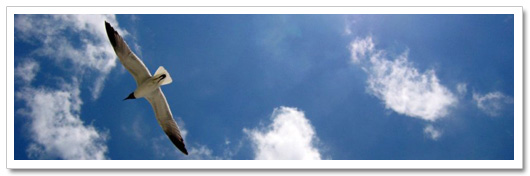 bird_sky.jpg